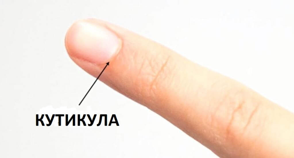 Что такое кутикула и как выглядит