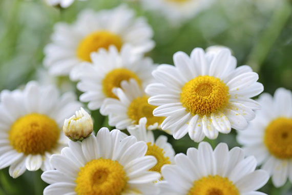 отбеливание ногтей в домашних условиях