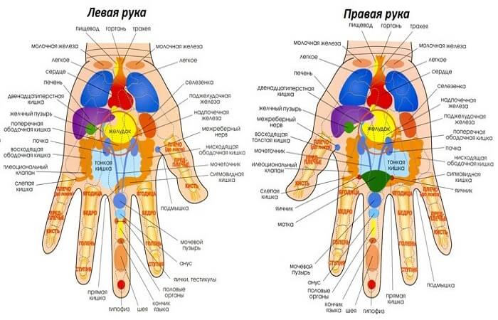 Связь точек на руках с органами