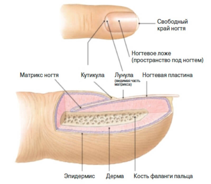 Строение ногтя для мастера маникюра