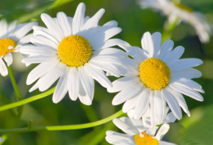 Ванночки для укрепления ногтей